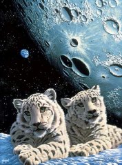 Puzzle Liar of the snow leopard